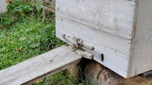 Последний облет пчел перед долгой зимовкой