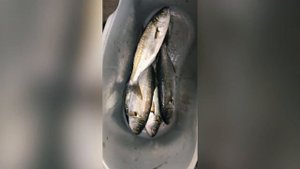 Тактика ловли луфаря на тонущие воблеры. Зимний спиннинг на море.