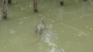 Water monitor Dusit Zoo Bangkok