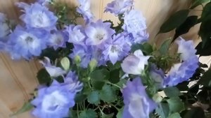 Кампанула Дублин Биколор. Махровый Любовник.