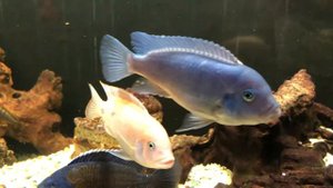 Цихлиды малави