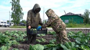 Первый урожай ранней капусты поступил на прилавок магазина агрофирмы «Приполярная»