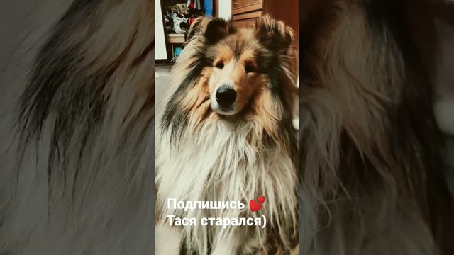#животные #видеопроживотных #порода #прособак #собаки #всеопороде #собака #колли #смешные #приколы