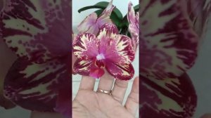 Цветение орхидеи Big Bang.