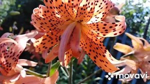 Лилии и сухоцветы. "Энджойз", "Плено Флоре" и лунария.