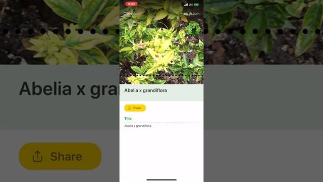 PlantSnap identifies the leaves of Abelia x grandiflora plant