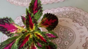 COLEUS JITTERS ДЖИТТЕРС КОЛЕУС (ДРОЖАНИЕ. ИСПУГ)