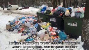 Посадка газона осенью: лучшее время для посева