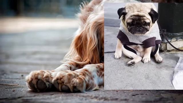 Площадки для выгула собак. Какие они? смотреть онлайн