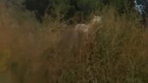 любе.конь.avi