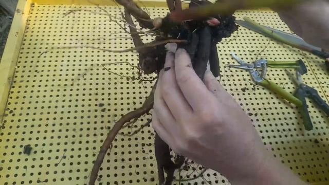 Из трёхлетнего куста пиона 1 делёнка?? Делим Гардению, заглубленную при посадке... смотреть онлайн