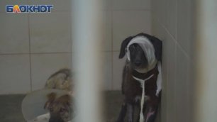 «Люди просто выбрасывают их на улицу»: как выживают брошенные животные Краснодара