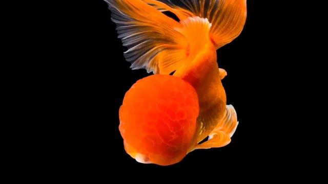 ОРАНДА. СОДЕРЖАНИЕ И РАЗВЕДЕНИЕ В АКВАРИУМЕ смотреть онлайн