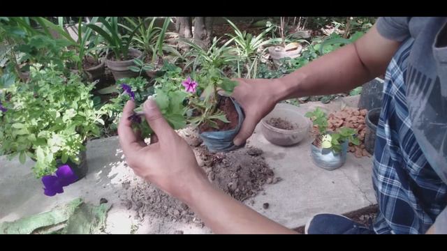 How to grow ,plant & care of Petunia смотреть онлайн