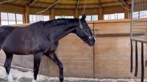 как проходит день коновода | экскурсия по КСК Пегас