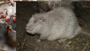 НУТРИИ . РАЗМНОЖЕНИЕ.Nutria. REPRODUCTION.