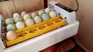 Закладка инкубационного яйца породы кур Ухейилюй!