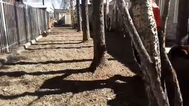 IrkutskMedia – спасение медведя в Братске смотреть онлайн