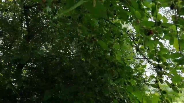 Шелковица на варенье, июнь 2021 года станица Раевская Краснодарский край. смотреть онлайн