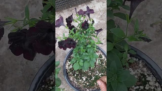 развитие ампельной петуньи из семян и черенка .в чем разница? как формируем смотреть онлайн