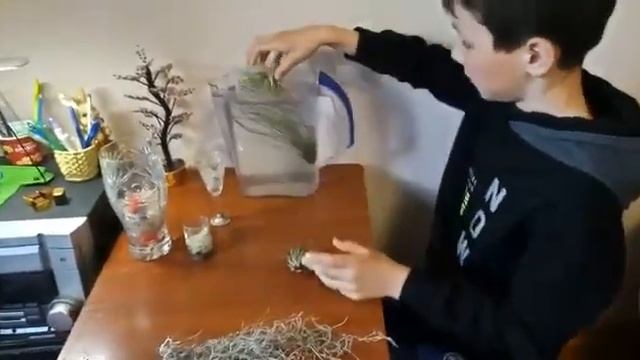 Уход за тилландсиями атмосферными