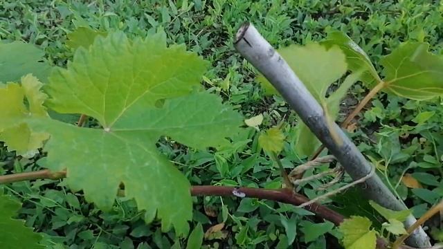 Сюрпризы продолжаются. Паутинный клещ. Листья винограда, пораженные клещом.