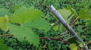 Сюрпризы продолжаются. Паутинный клещ. Листья винограда, пораженные клещом.