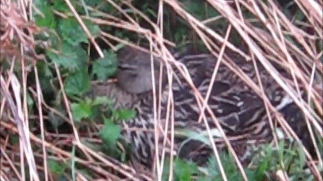 Гнездо кряквы / Wild duck's nest смотреть онлайн