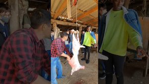 Разделка барана butchering sheep