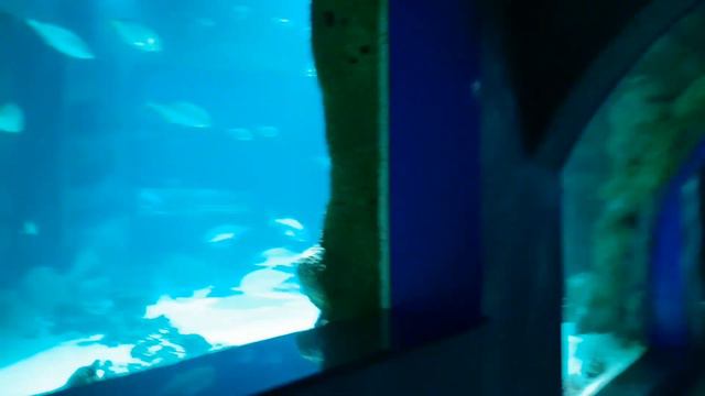 Влогмас #19 //1 день в Москве//Поход в Москвариум// Поход на смотровую площадку//Шопинг//Мои покупк смотреть онлайн