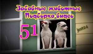Забавные животные / Подборка видео №51