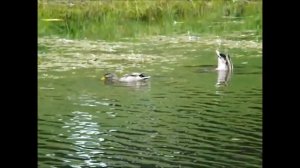 утки, синхронное плавание. ducks, synchronized swimming