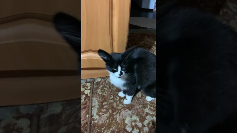 Чернобыльские ухИ