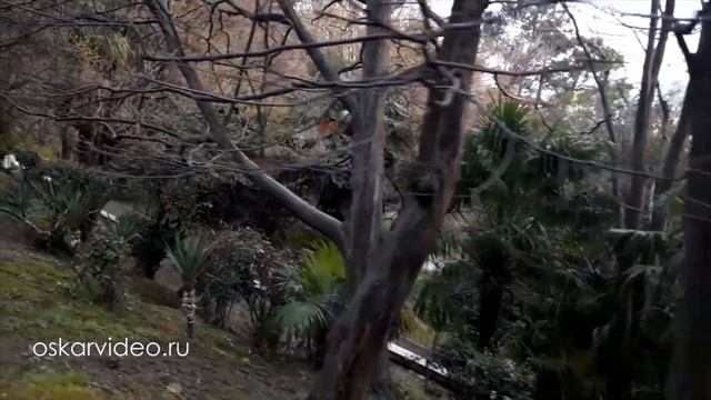 Прогулки по Сочи видеооператоры +7-918-302-96-65