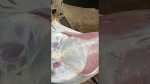 Чемпион мира по разделке баранины