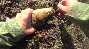 ЗАЛЕЗ ОДИН В ПОДПОР ЗАЛИВА. А ТАМ БОЛОТО. НАЛОВИЛ КРУПНЫХ КАРАСЕЙ НА МЕЛИ. НАЖАРИЛ КАРТОШКИ. КОМАРЫ