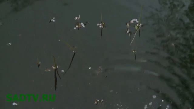 Пруд / Очистка воды в дачном пруду / Средства для очистки воды в пруду смотреть онлайн