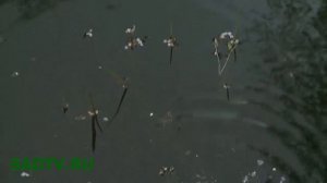 Пруд / Очистка воды в дачном пруду / Средства для очистки воды в пруду