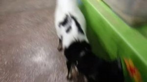 Выставка кроликов (  пушистики  )