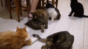 Четыре кота, мама кошка и одна собака. Вечерние посиделки семейства кошачьих.