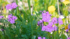 Футаж — Примула (первоцвет). Футажи (footage) красивая природа [FullHD]