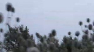 Вот такой мордовник