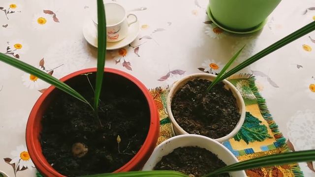 Финиковая пальма в вашем доме: выращивание и правила ухода за растением смотреть онлайн