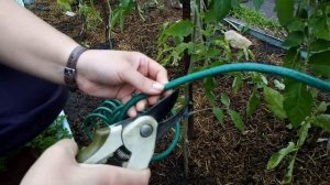 Подвязка для растений из Fix Price. Удобно ли?