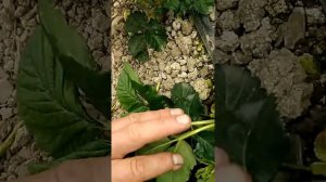 Болезнь клубники, помогите разобраться что с ней?