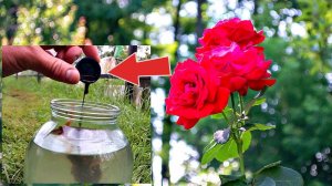Розы будут цвести как в сказке после этой июльской подпитки! Чем подкормить розы в июле?