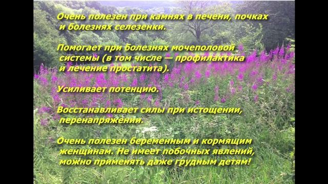 Иван-чай. История и лечебные свойства иван-чая.Как самому сделать ферментированный иван-чай.