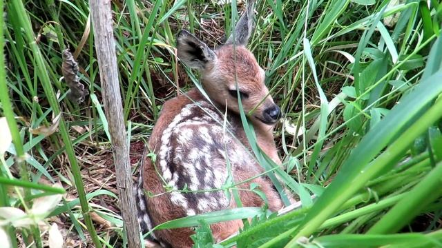 Детеныш Косули в траве, Roe deer baby