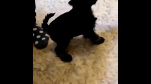 Первая дрессировка щенка цвергшнауцера