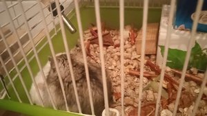 Как проходит половой акт у хомячков